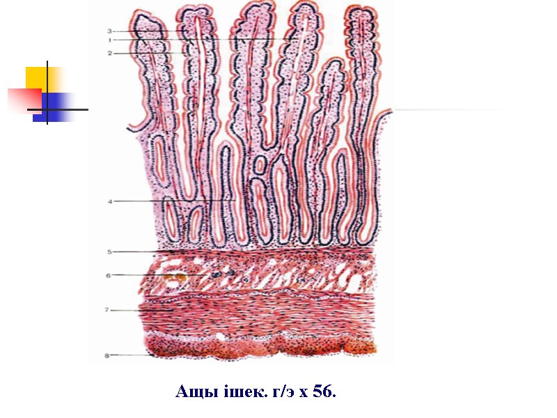 Ащы ішек. г/э х 56.